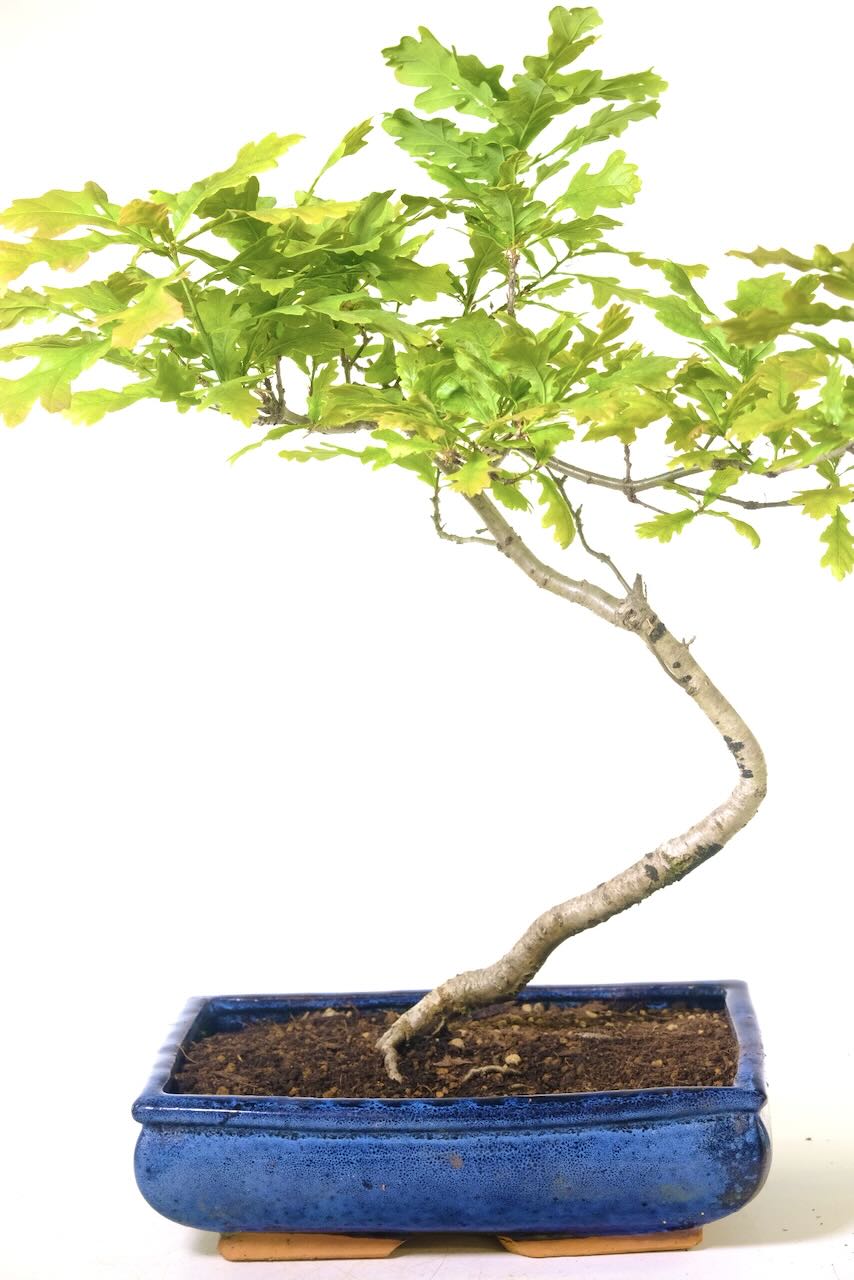 Large Outdoor English Oak Starter Bonsai with Sweeping Design