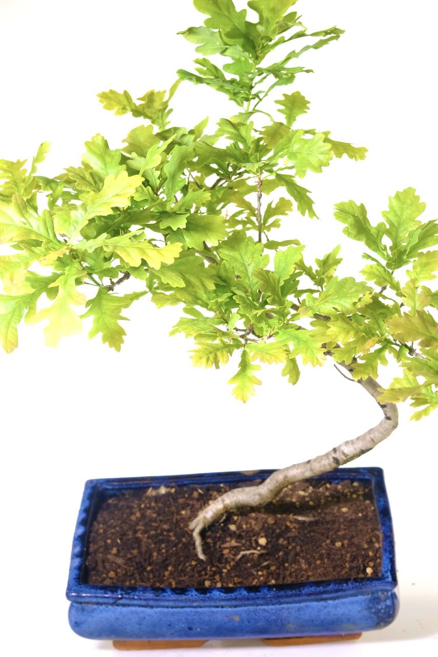 10-Year-Old English Oak Bonsai in Midnight Blue Ceramic Pot in Windswept Style
