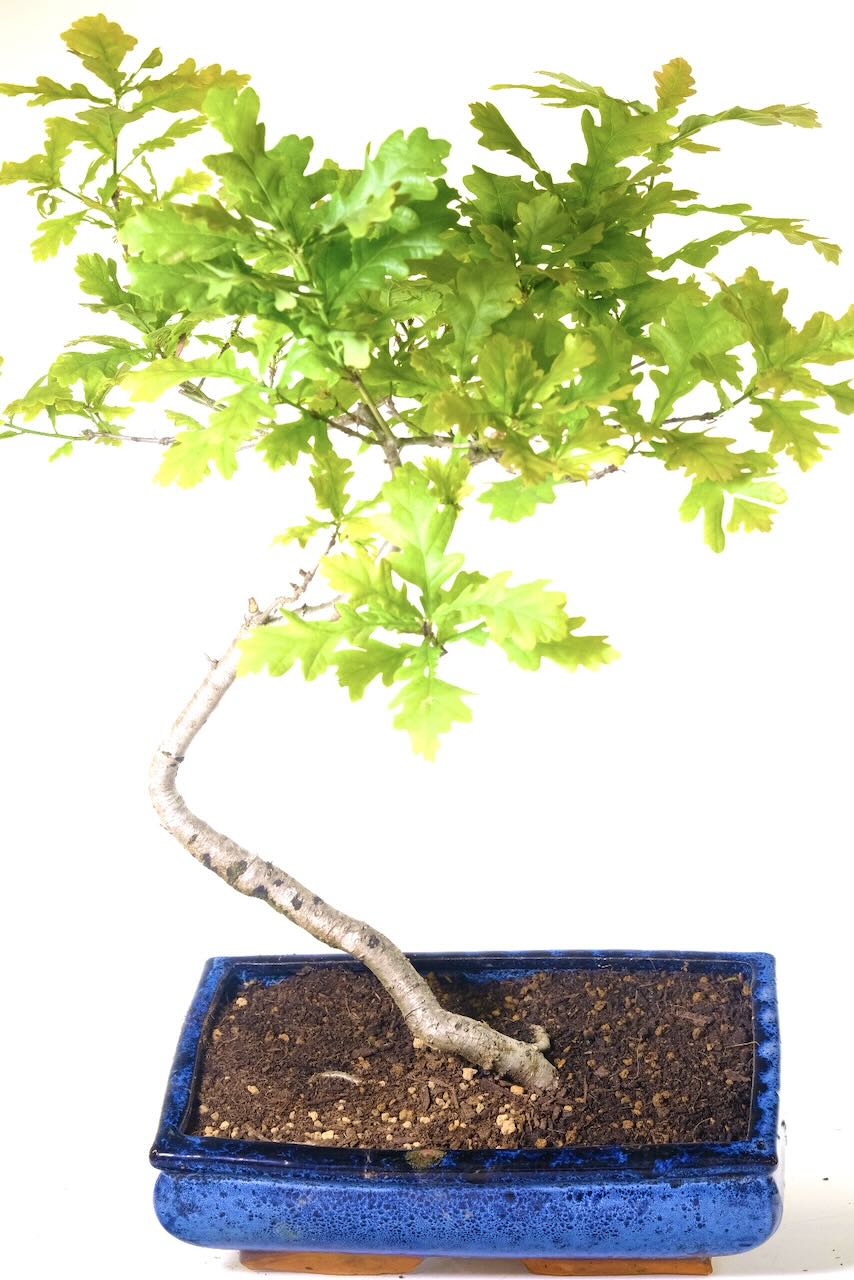 10-Year-Old English Oak Bonsai in Midnight Blue Ceramic Pot | Windswept Style
