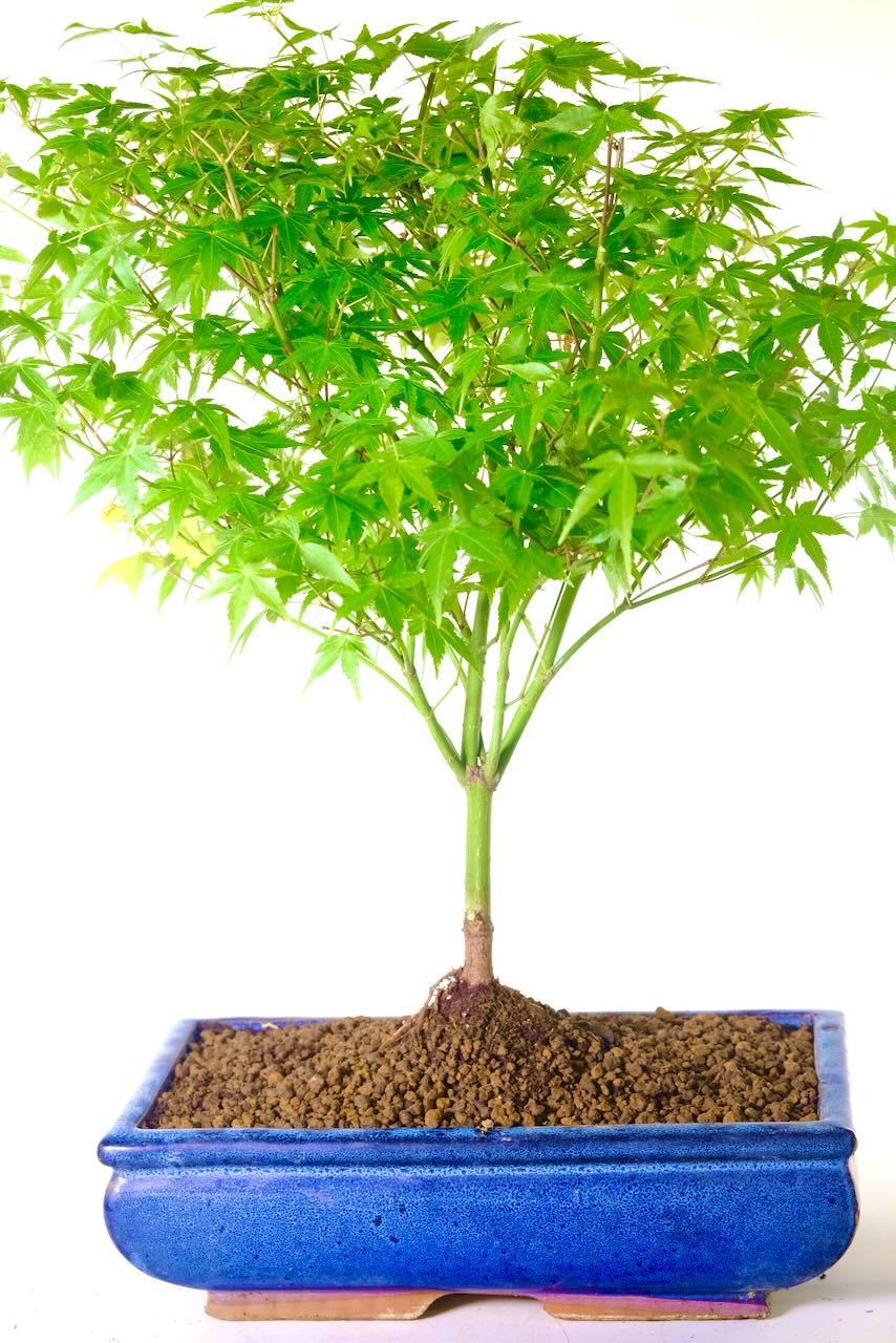 Stunning Japanese Maple bonsai for sale