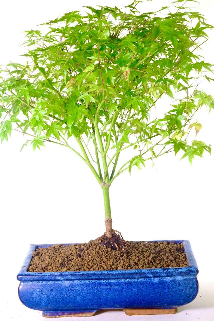 Little Princess Acer bonsai with colour changing leaves