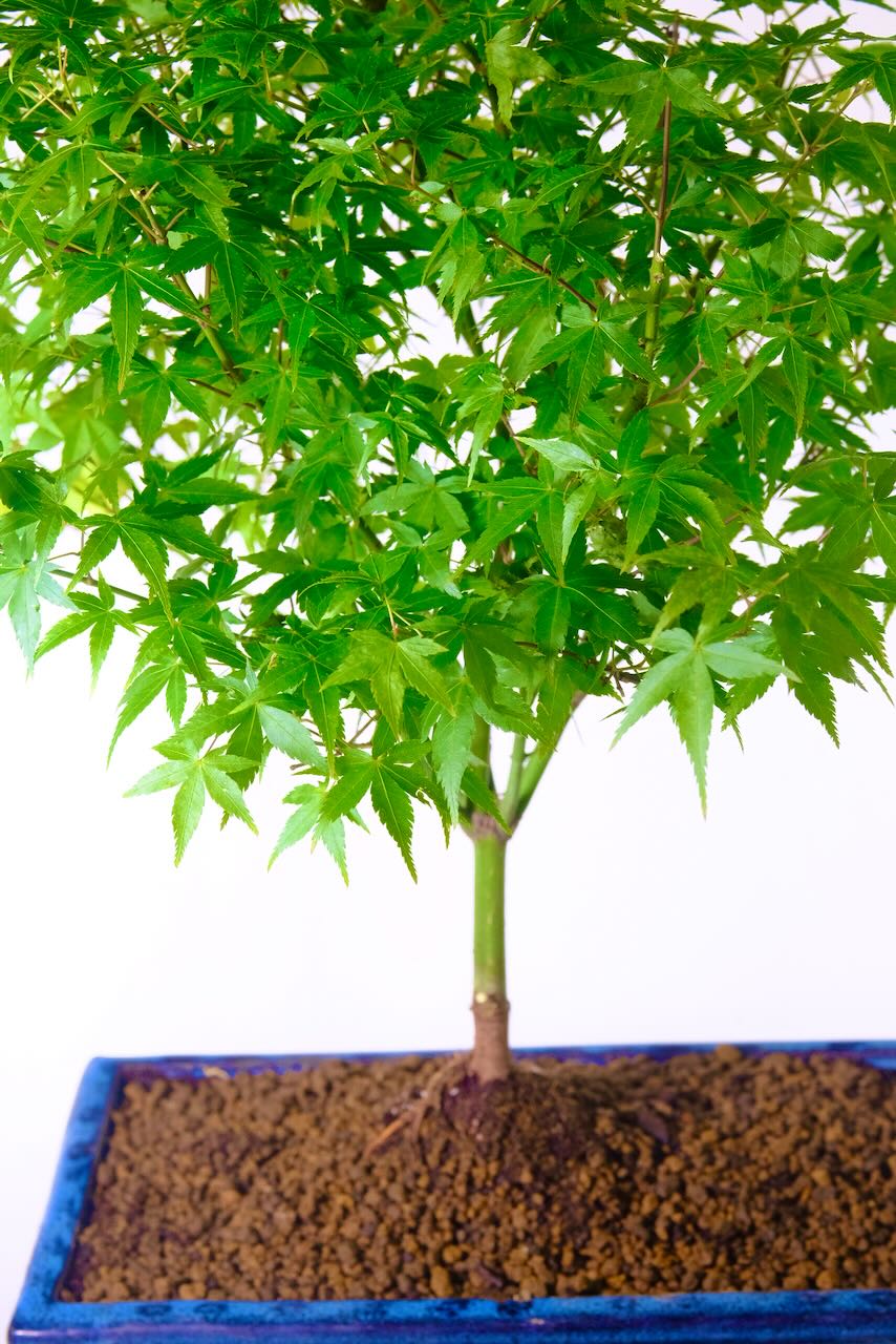 Maple for sale with free Uk delivery