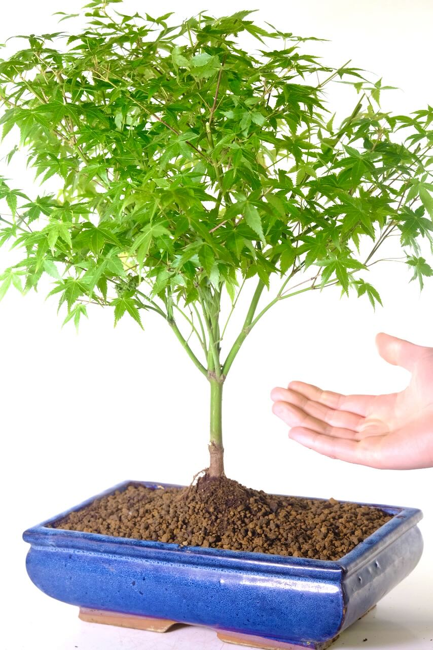 Beautiful hardy outdoor Maple bonsai