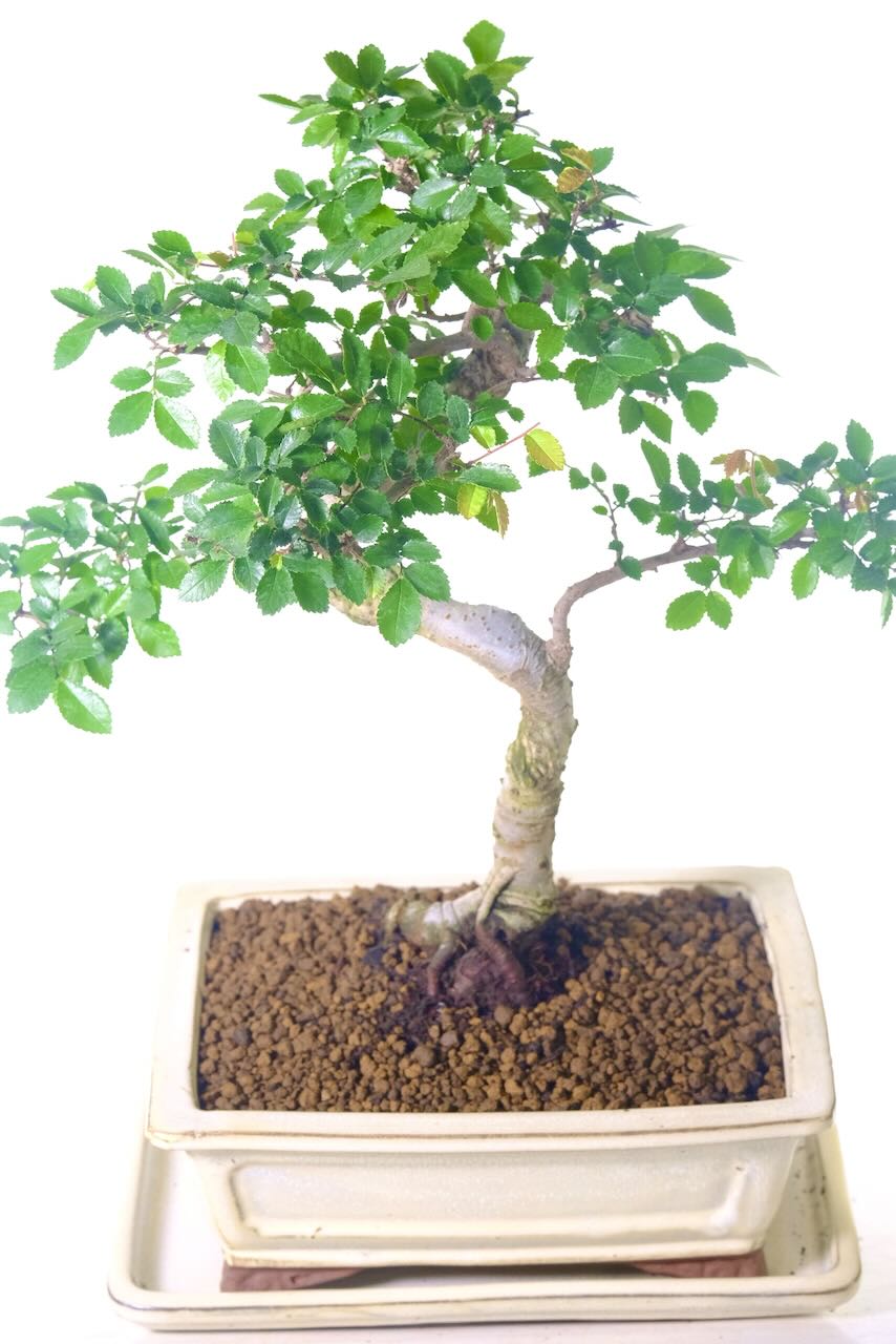 Serpentine Chinese Elm bonsai tree for sale