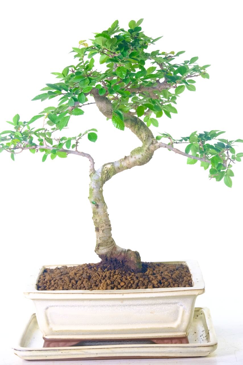 Dwarf Chinese Elm Indoor Bonsai - Phenomenal Styling