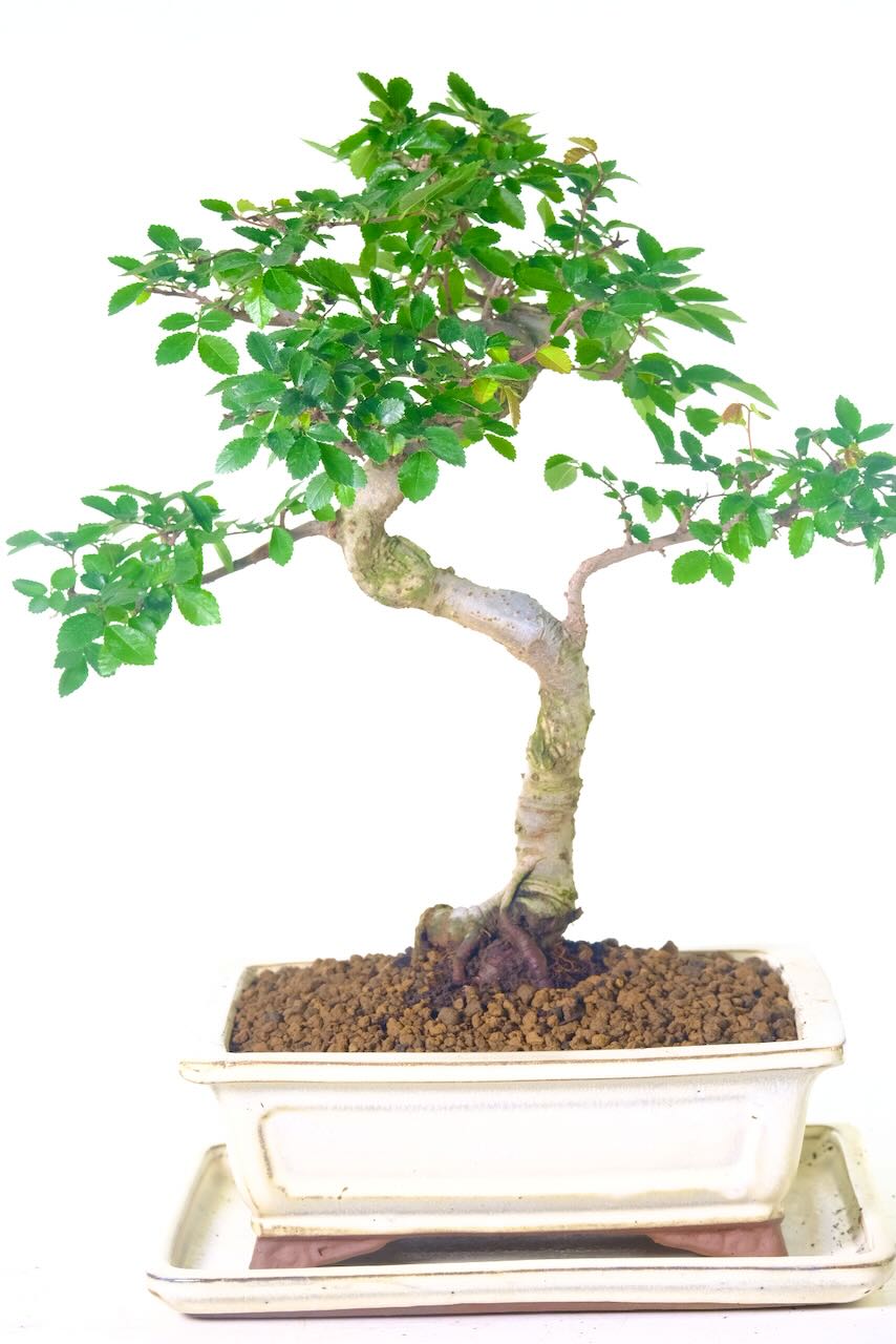 Elegance Unveiled: Exclusive Miniature Chinese Elm Bonsai with Unique Design