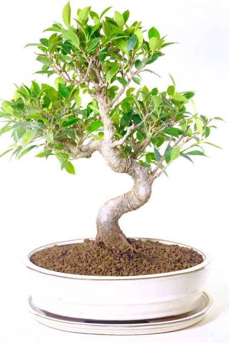 supreme ficus bonsai specimen for sale in cream pot