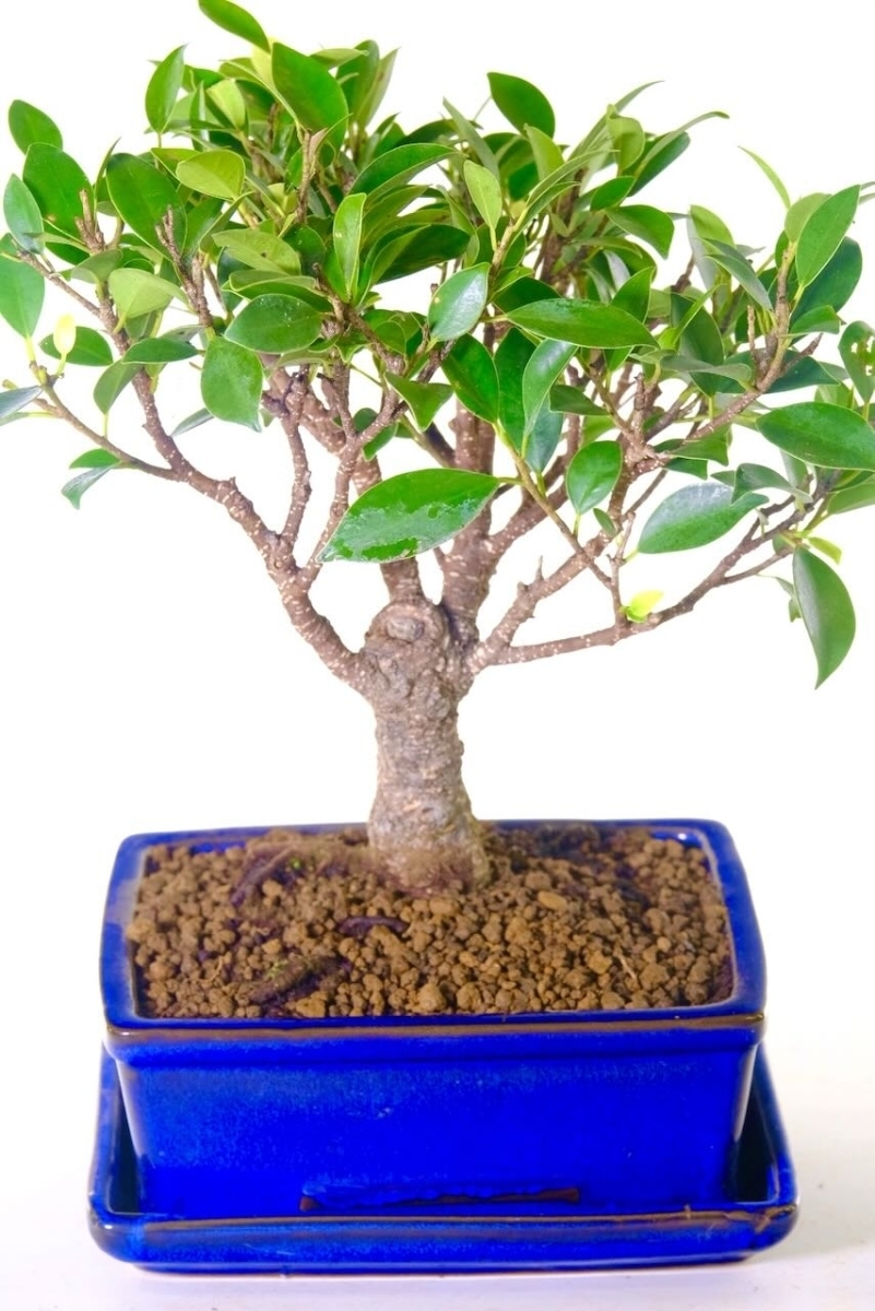 Ficus retusa - Top Pick