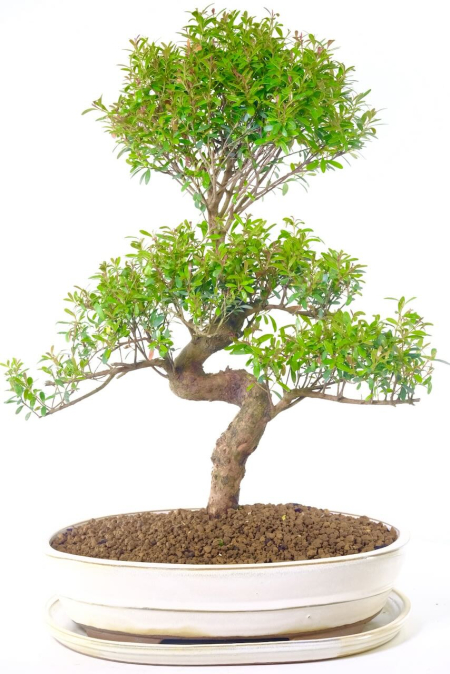 Bonsai Elegance: Discover the Enchanting Myrtle Bonsai - Excellence Range | 17 years old