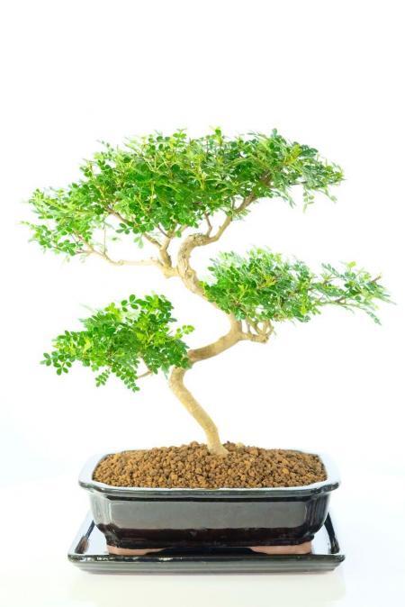Captivating "Zig Zag" Aromatic Pepper Tree Bonsai | Flowering and Fragrant