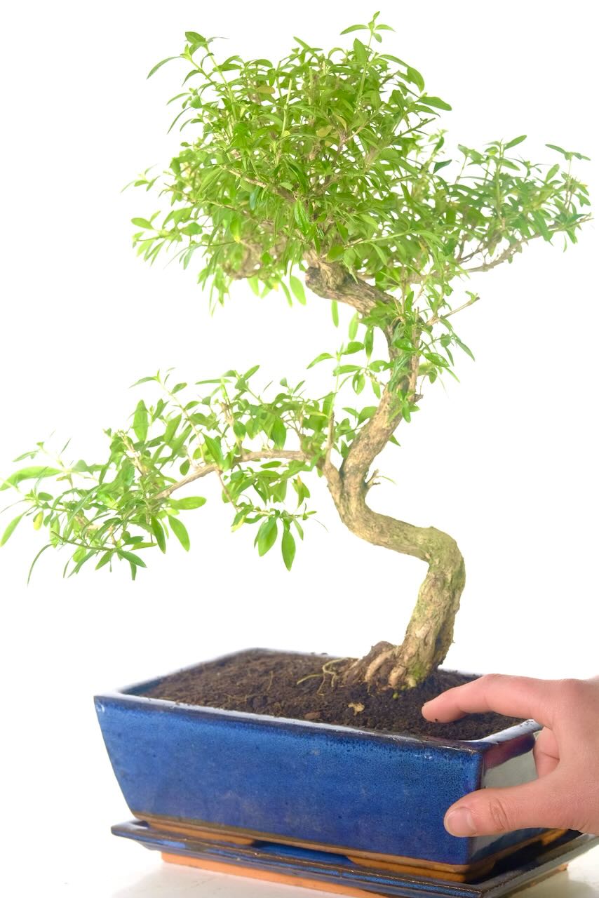 Potted in a classic navy blue ceramic pot with drip tray—includes free next working day UK delivery