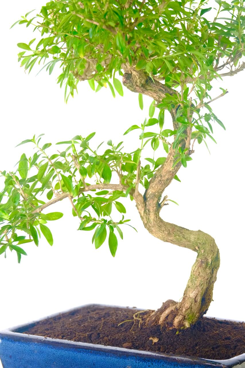 Bright star-shaped white blooms in warmer months and pointed green leaves add seasonal charm—perfect for those looking for a flowering indoor bonsai.