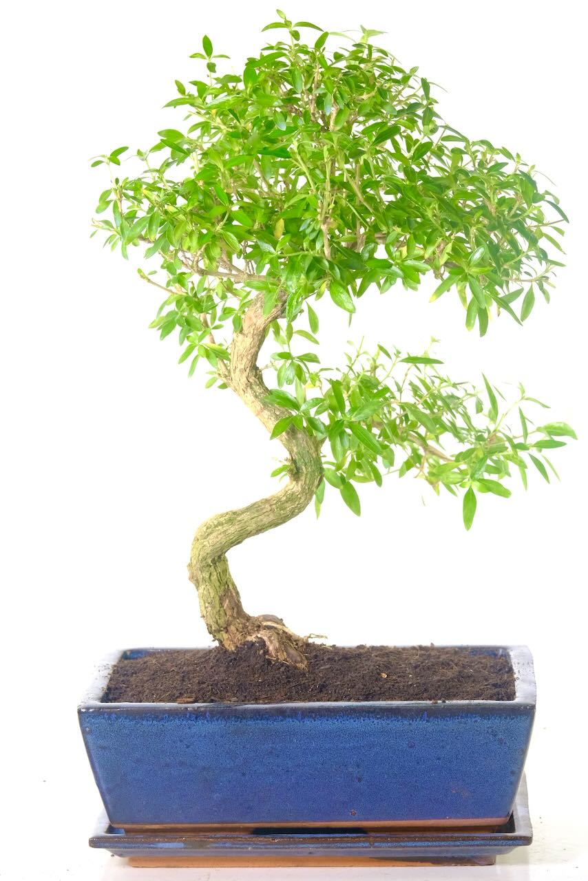 Magnificent 16-year-old flowering Tree of a Thousand Stars bonsai with elegant twisty trunk and sculptural branch structure. A true centrepiece for any indoor space.