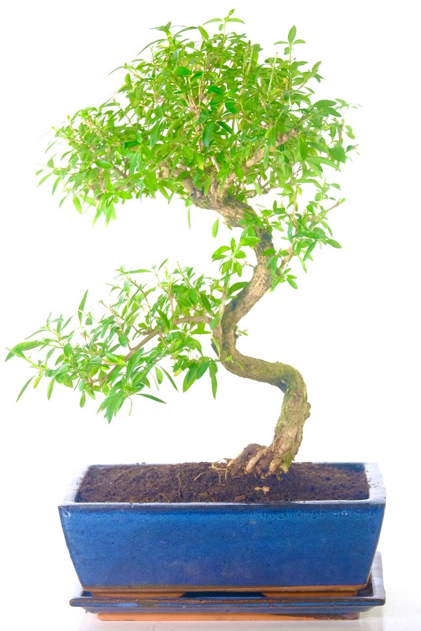 Striking textured bark, natural root exposure, and sweeping trunk flow show years of expert styling and maturity.