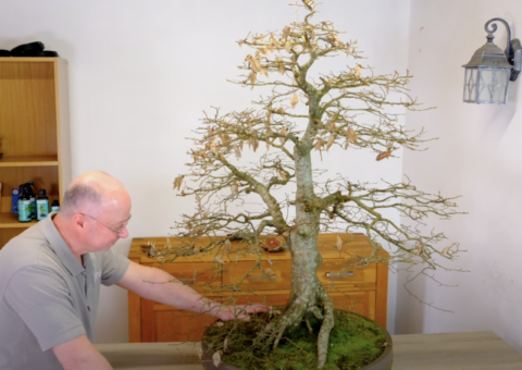 Remarkable 55 year old Hornbeam bonsai Repotting with bonsai expert Lloyd from Bonsai Direct