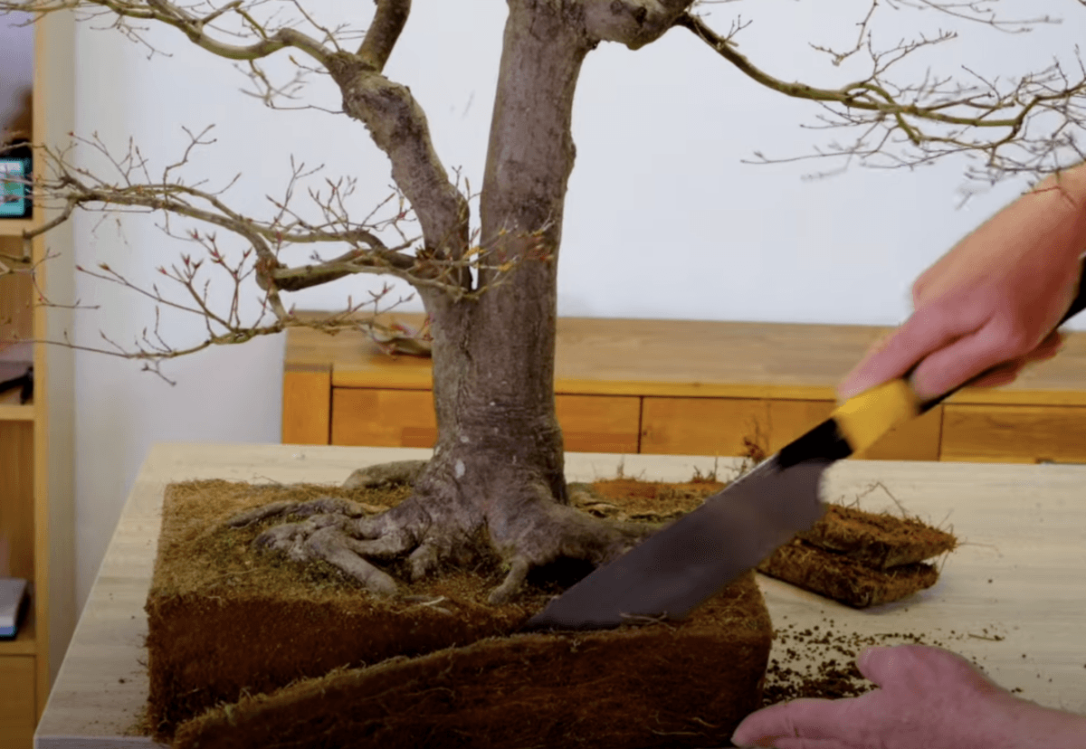 This image shows Lloyd using a Japanese Pull saw to prune the roots of this 110 year old Acer tree