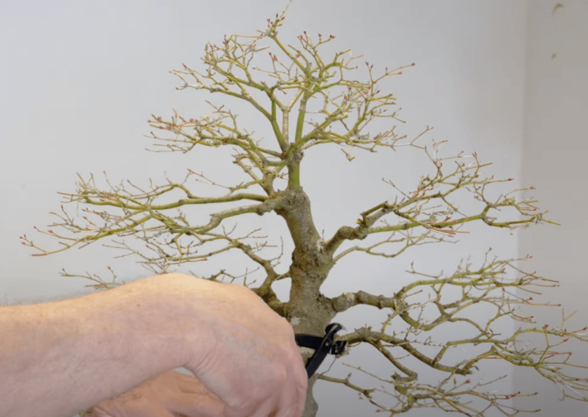 Pruning with very large Japanese Acer bonsai tree