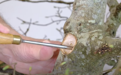Using a gouge to form an Iron on this massive Hornbeam bonsai tree