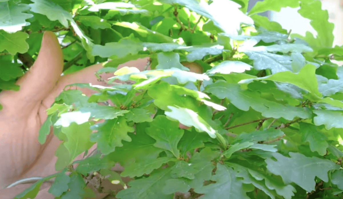 Close up of the beautiful lobed leaves of this 30 year old English Oak Bonsai - Quercus robur