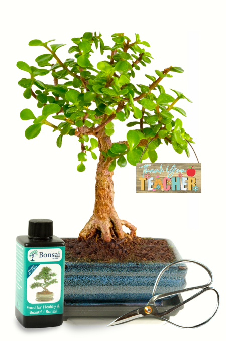 Thank You Teacher gifts - Low maintenance Jade (Portulacaria afra) or "Money Tree" bonsai tree starter kit for sale UK