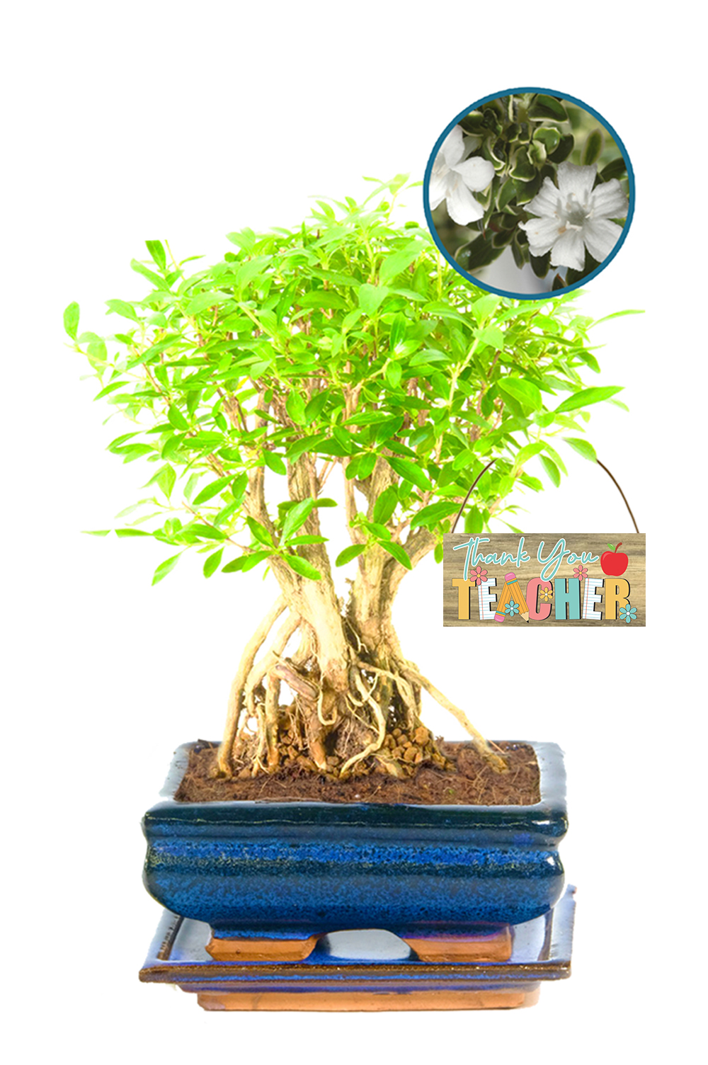 Flowering Serissa Indoor bonsai tree gift for an amazing teacher