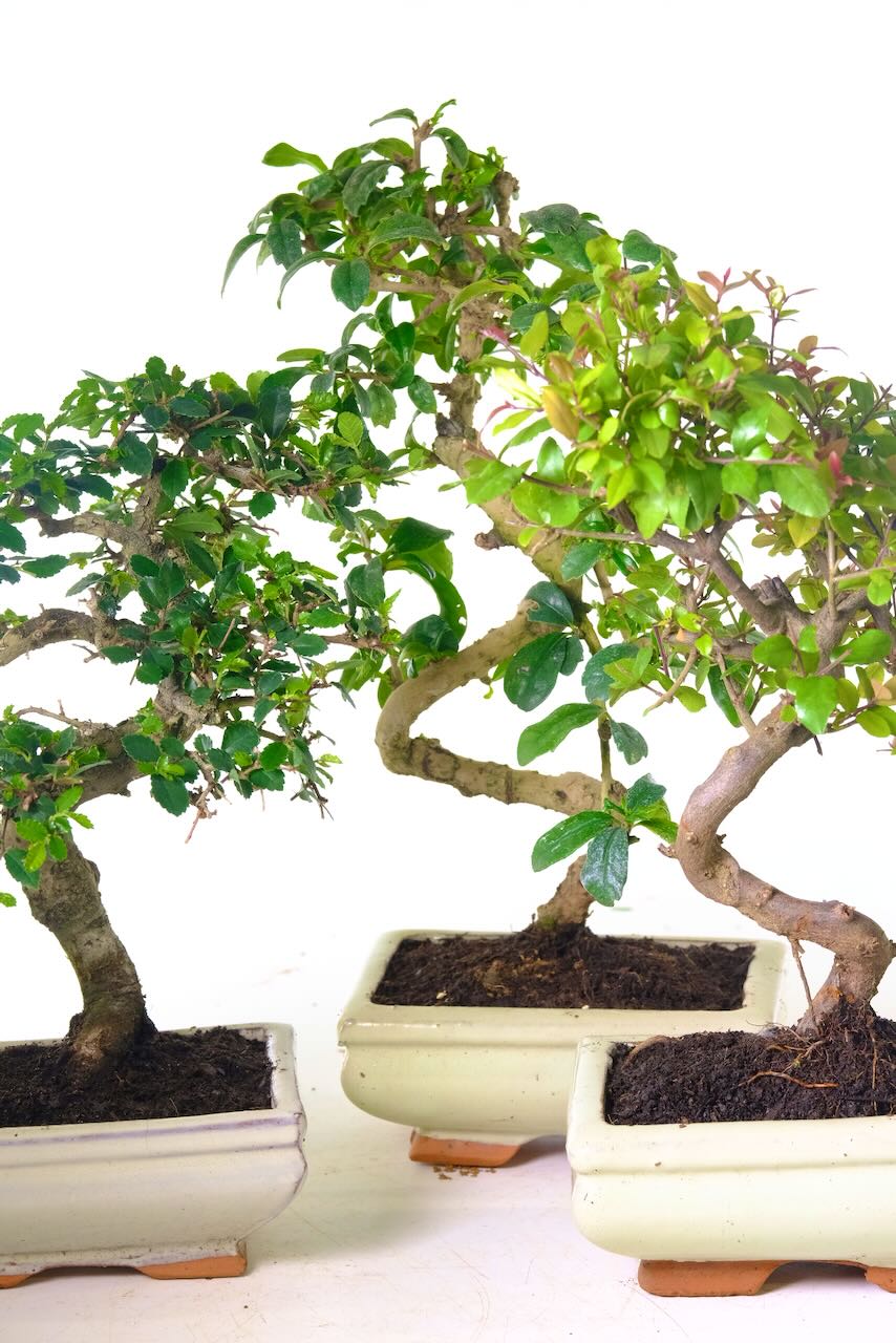 A Bonsai Trio for your Home - Chinese Elm, Flowering Tea Tree & Fruiting Sweet Plum