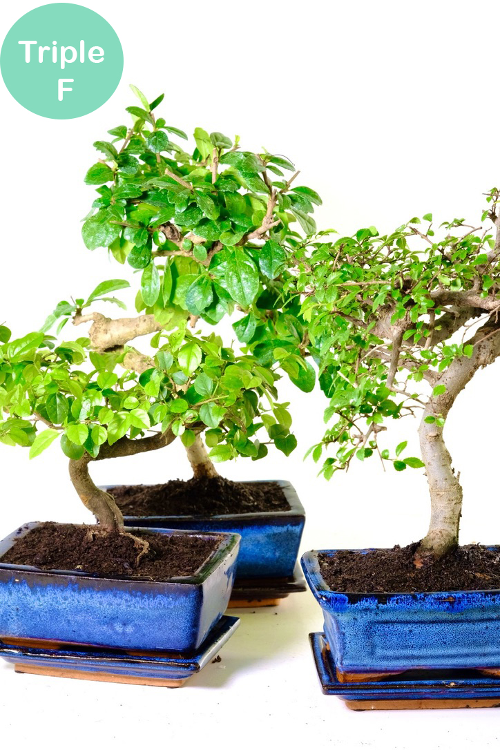 Chinese Fukien Tea Tree & Chinese Sweet Plum Triple Pack