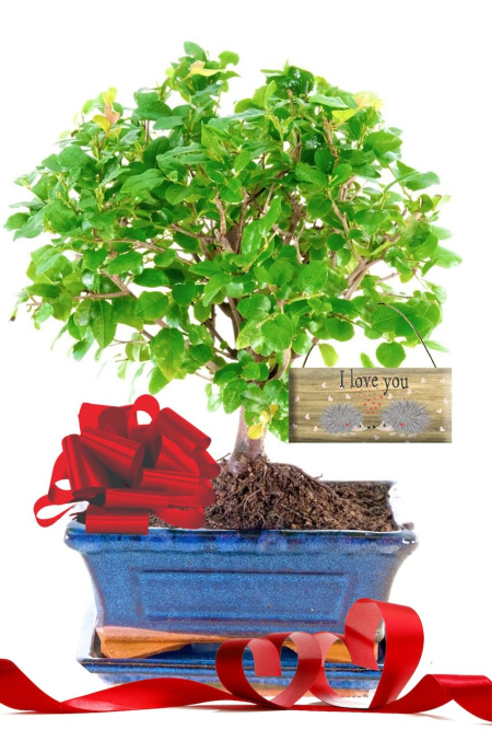 Valentine's Fruiting Woodland Style Beginners Indoor Bonsai with Hedgehog Tag