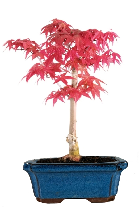 Acer palmatum deshojo - Japanese Red Maple bonsai tree for sale