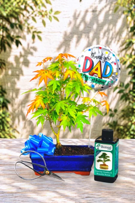Father's Day Orange Dream Maple Bonsai Starter Kit: A Beautiful Symbol of Grace with Pretty Fluttering Leaves