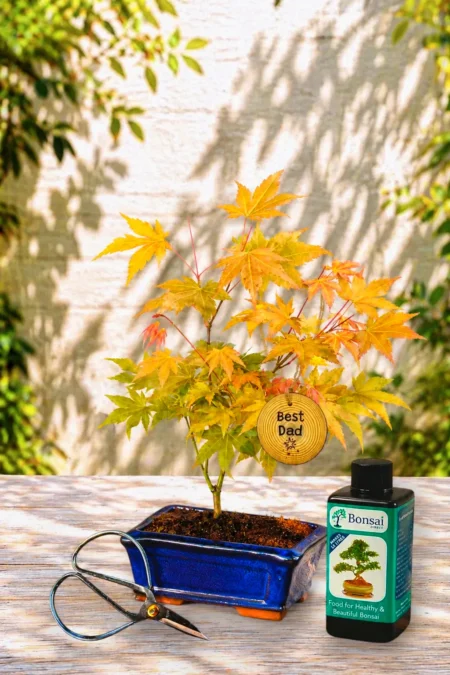 Father's Day Japanese Maple Starter Kit - Acer Palmatum Katsura