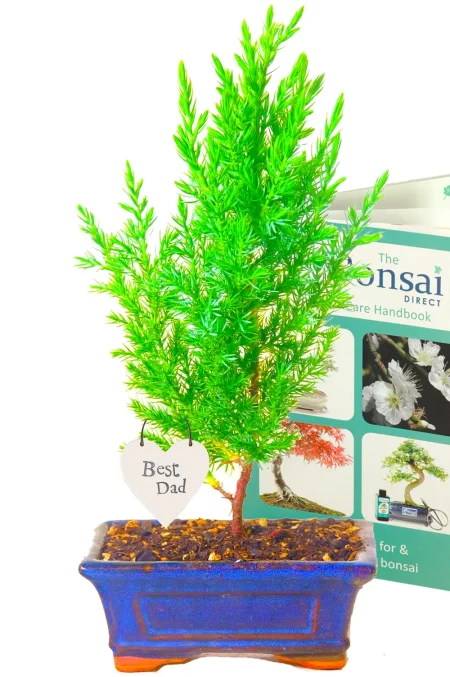 Young, Evergreen Juniper - Bonsai trees make the best Father's Day gifts