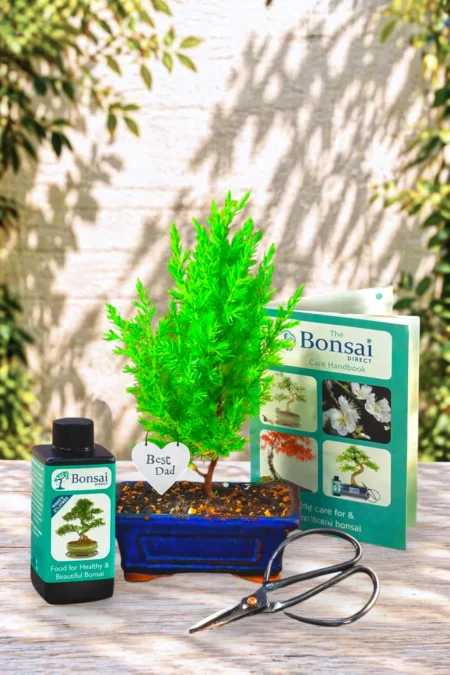 Young, Evergreen Juniper - Bonsai trees make the best Father's Day gifts