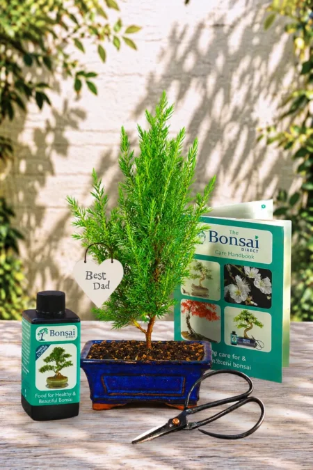 Young, Evergreen Juniper - Bonsai trees make the best Father's Day gifts