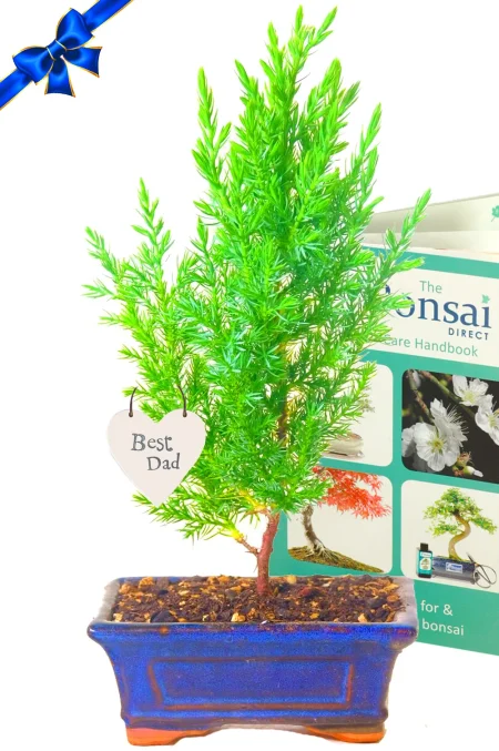 One of the Best Father’s Day Gifts: Juniper Bonsai Tree for Outdoors