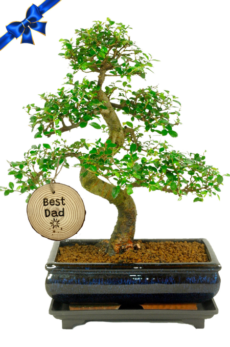 Mature 16 year old Chinese Elm - Happy Father's Day! FREE UK delivery!