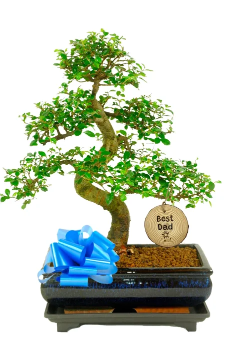 The Ultimate Father’s Day Gift – A Majestic 16-Year-Old Chinese Elm Bonsai