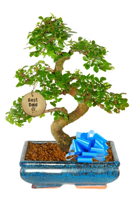 A Truly Unique Father’s Day Gift: 12-Year-Old Chinese Elm Bonsai