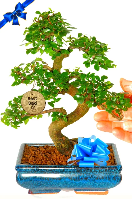 A Truly Unique Father’s Day Gift: 12-Year-Old Chinese Elm Bonsai