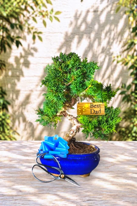 A Thoughtful Plant for Dads That Lasts