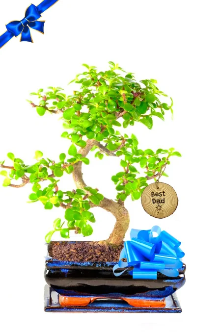 12-Year-Old Twisty Jade Bonsai – A Meaningful Father’s Day Plant Gift