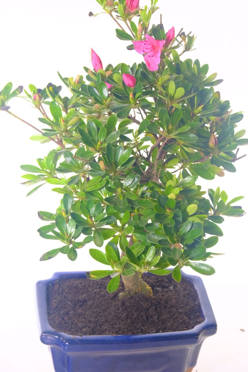 Beautiful azalea bonsai tree for sale with hot pink flowers