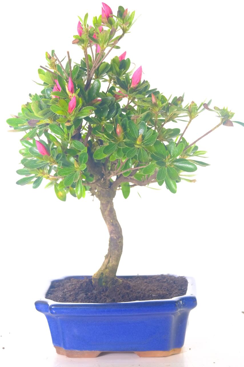 Informal upright azalea - strong and powerful