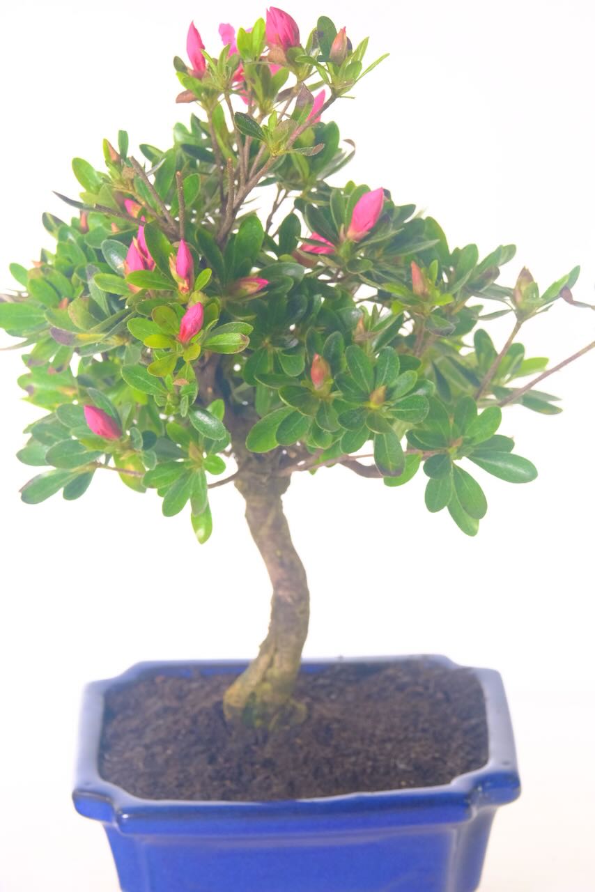 Japanese Flowering Azalea Indicium Bonsai | Hot Pink Flowers