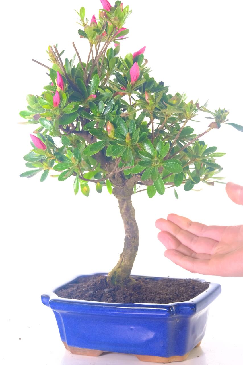 Beautiful flowering Japanese azalea bonsai tree for sale