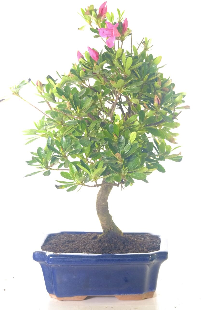 Japanese Flowering Azalea Bonsai | A Year Round Delight