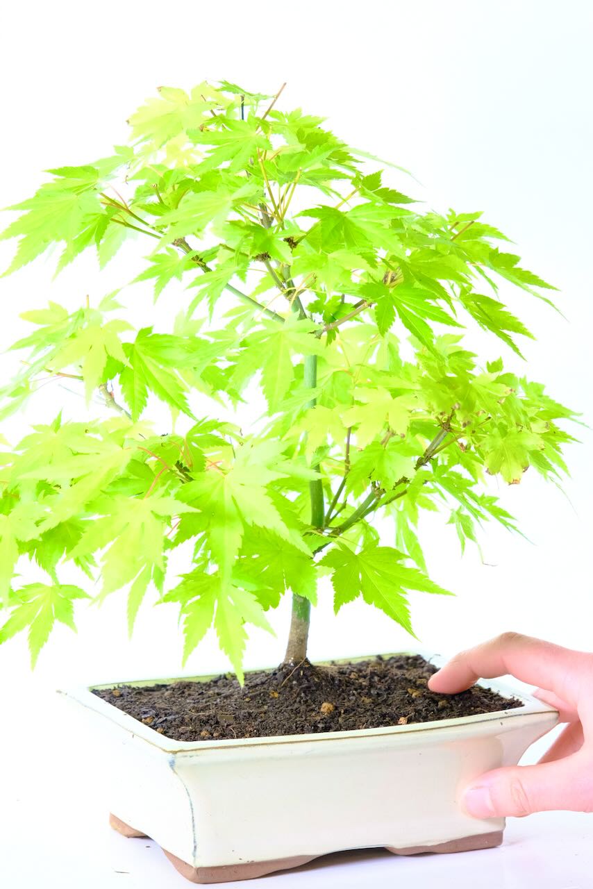 Elegant Acer palmatum Orange Dream (Japanese Maple) Bonsai Tree