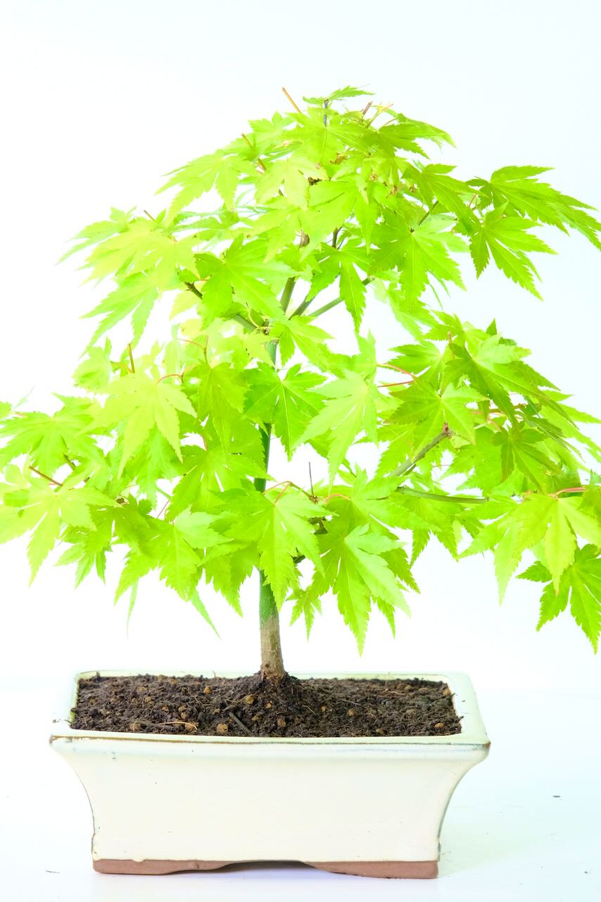 Orange Dream Japanese Maple bonsai for sale in cream pot