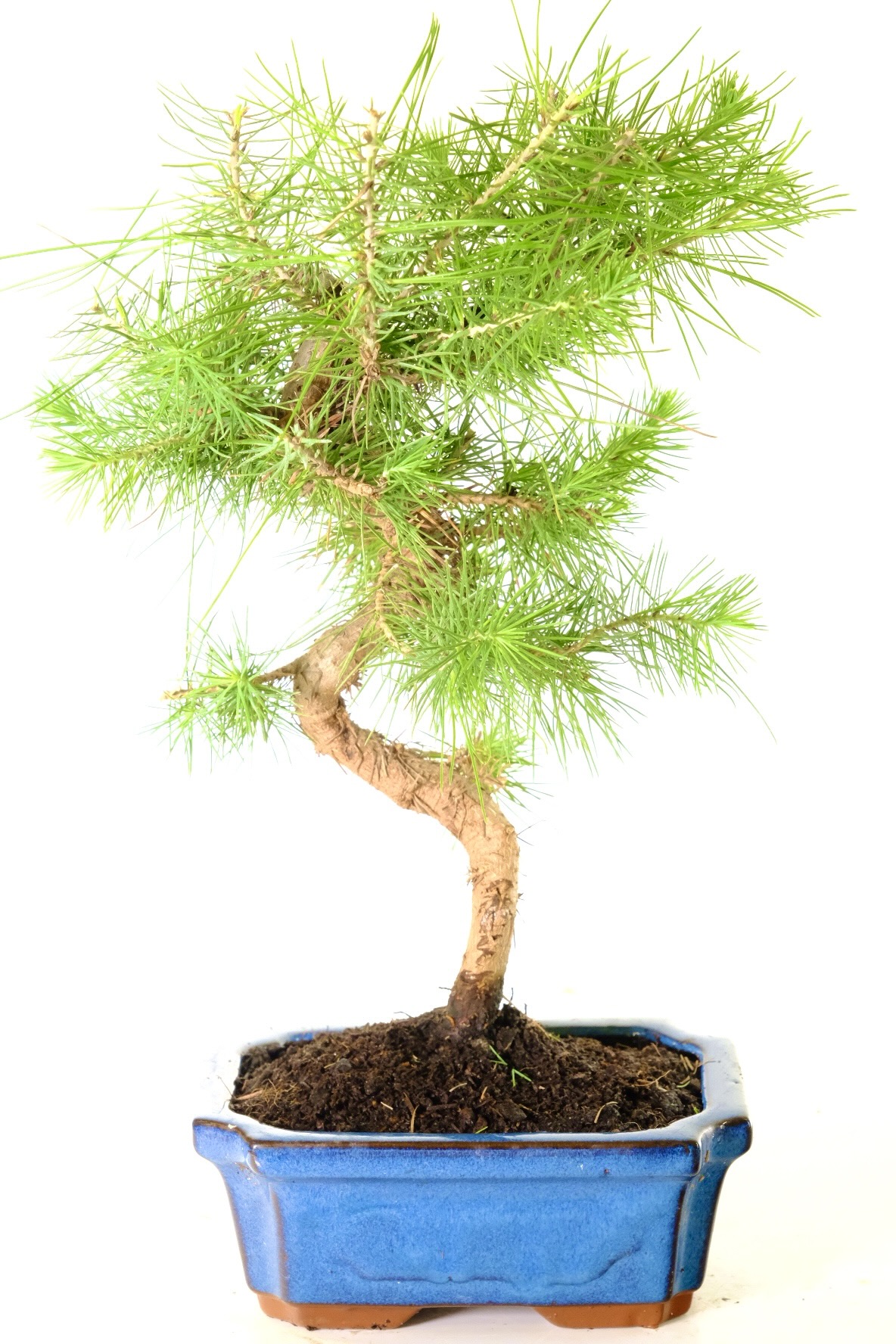 Blue-green needles and earthy Scent