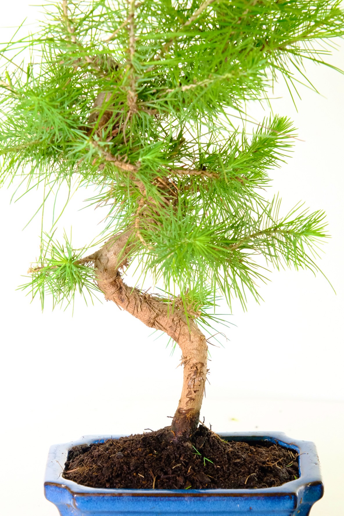 Aleppo Pine Bonsai Tree